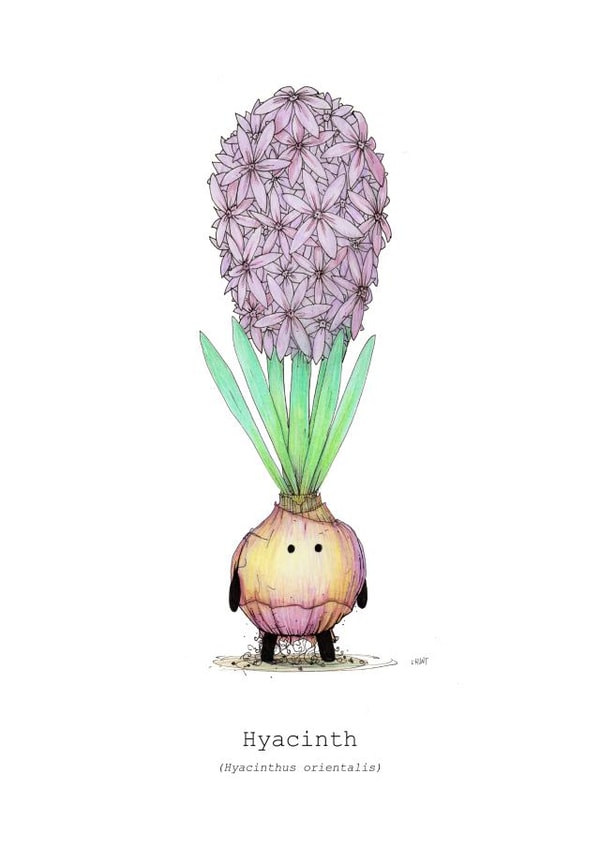 Hyacinth bulb for all occasions created by Lee Hunt