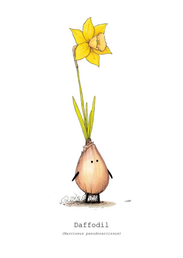 Daffodil perfect for all occasions created by Lee Hunt