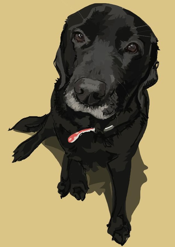 labrador black lab Card 16845 created by Higgledy Pets