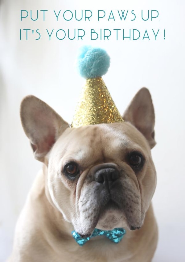 frenchie bulldog Birthday Card 14096 created by Sofia Wåhlin