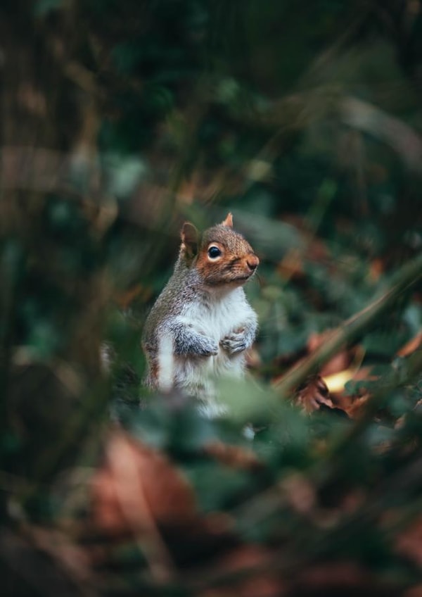 squirrel woodland Just because Card 1086 created by Lorna Ellen Photos