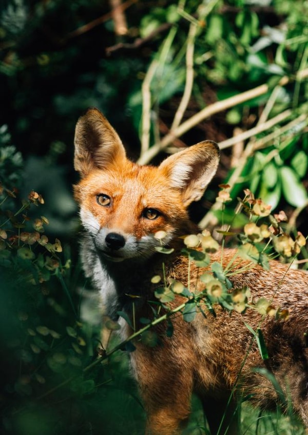 wildlife fox Photography Card 1088 created by Lorna Ellen Photos