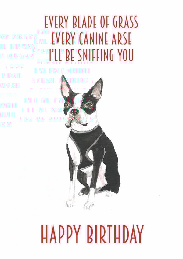 boston terrier dog Birthday Card 14216 created by Sarah Maddox