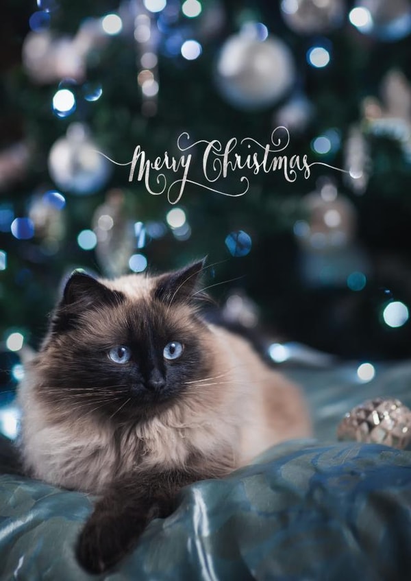 Christmas Traditional Card 23491 created by Alina Shevelina