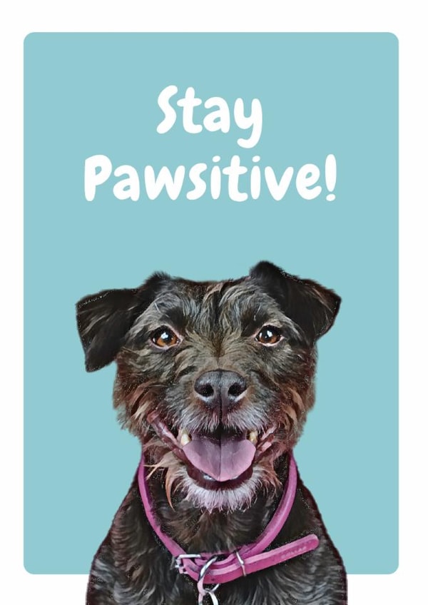 stay positive Just because Card 20647 created by Studio Woof