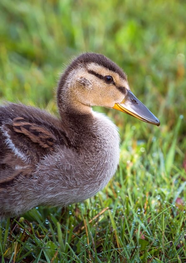 Card 27759 created by Rick Shea