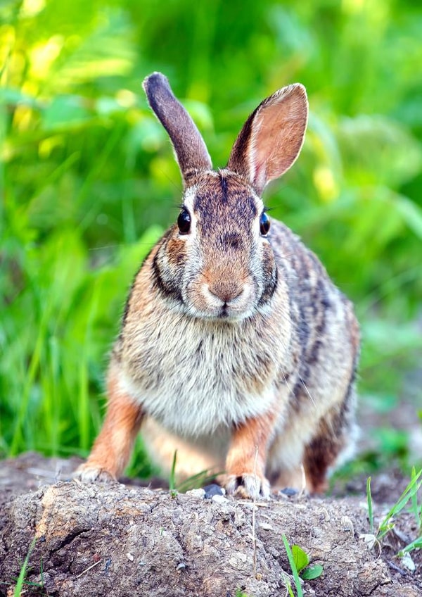 Card 27760 created by Rick Shea