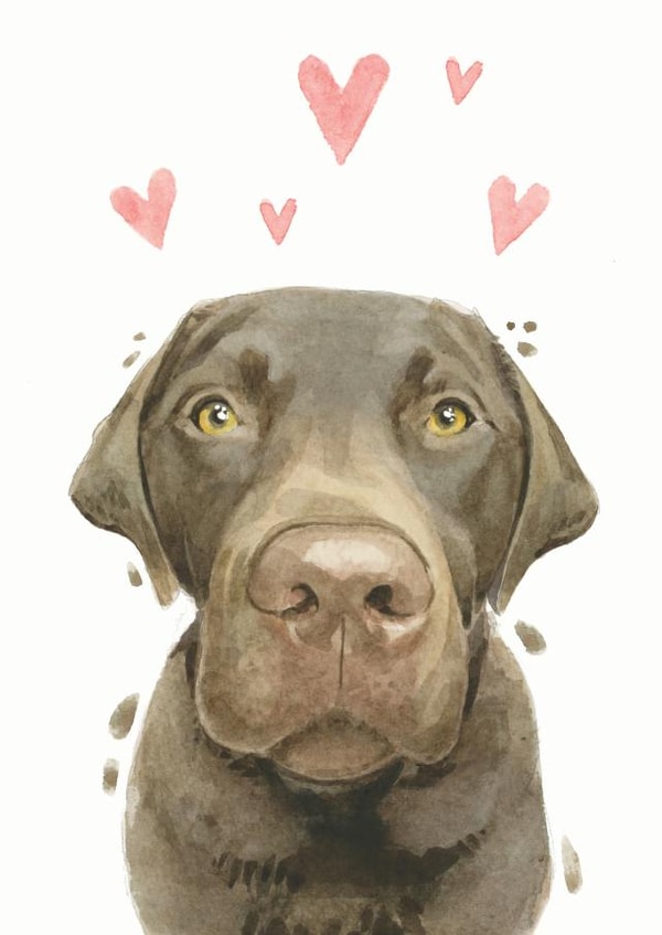 Chocolate Labrador Labrador  Just because Card 21227 created by Robert James Hull