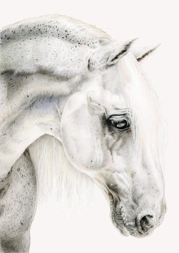 horse animal Thinking of you Card 1517 created by DECKLED EDGE LTD