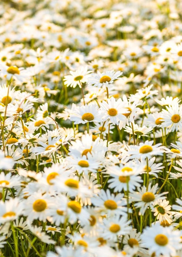 field daisies Love & Friendship Card 23760 created by Roger Voller