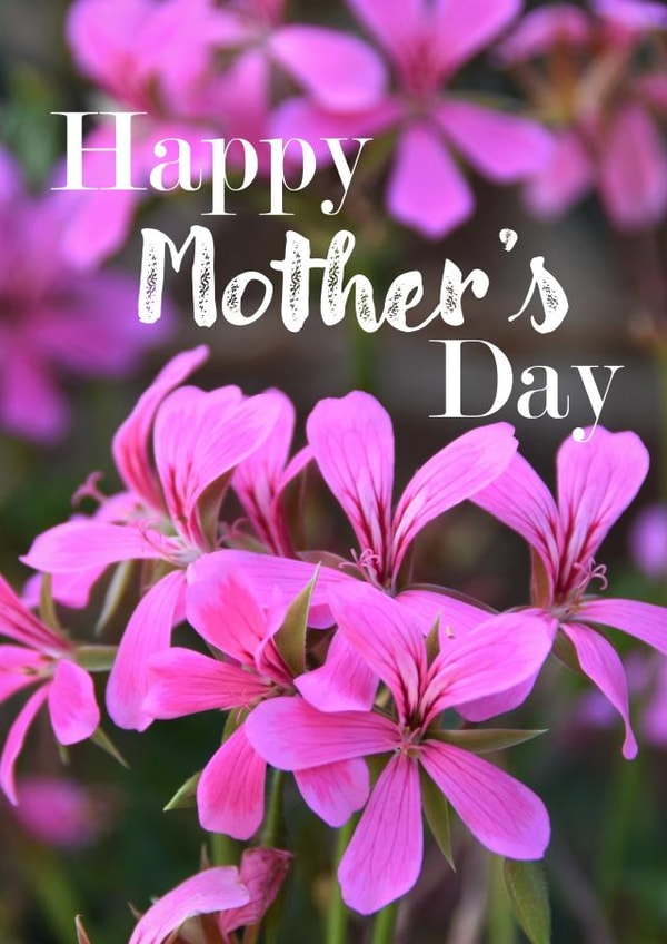 photography flowers Mothers Day Card 47012 created by R.McNally Photography