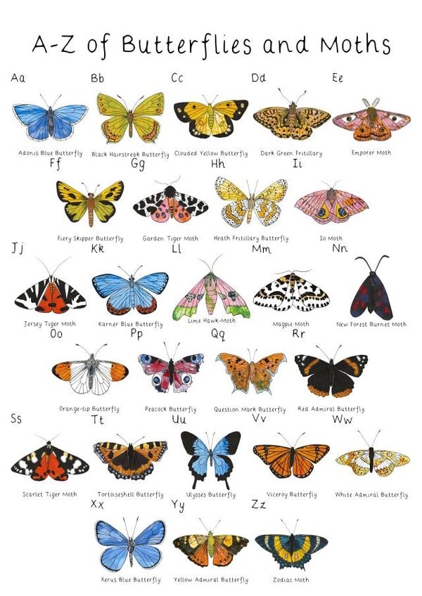 butterfly moth Card 48546 created by KATHRYN CHURN