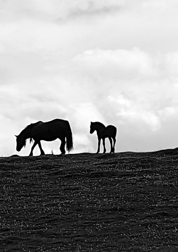 Pony Mare & Foal, Silhouette on Fell created by Phil The Fell