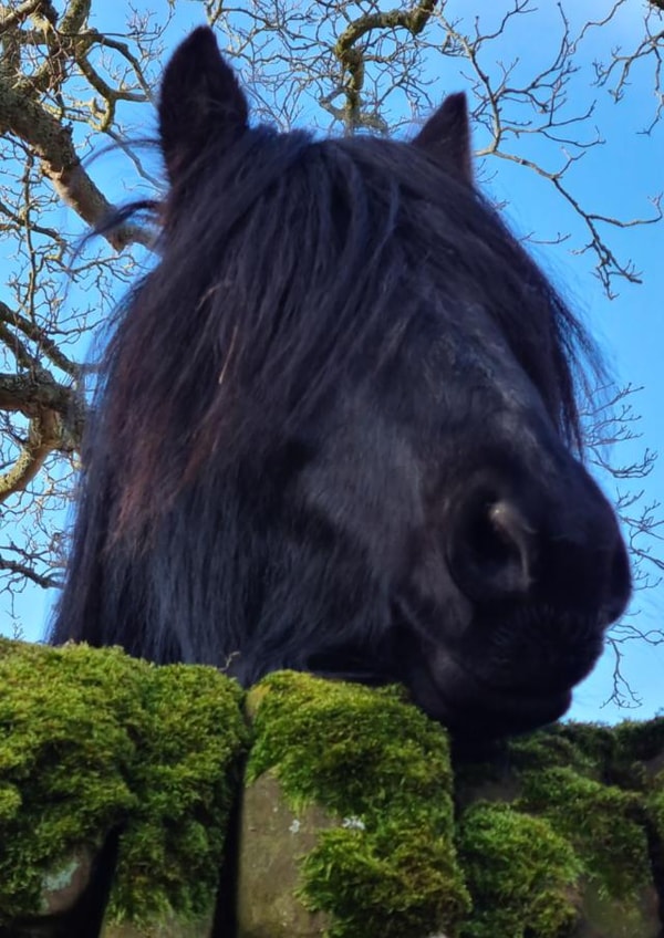 Goose and the Wall created by Phil The Fell