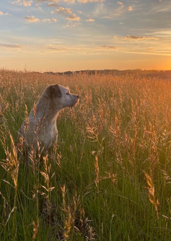 Any occasion dog at sunrise card created by JackSpratt Designs (Vanessa Holbrow)