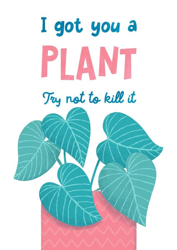 I Got You A Plant, Try not to kill it created by Katherine Lynas