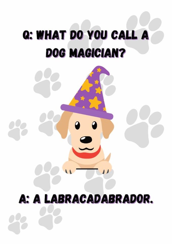 Dog magicians. Who knew they could be so funny? created by OMGitsDan