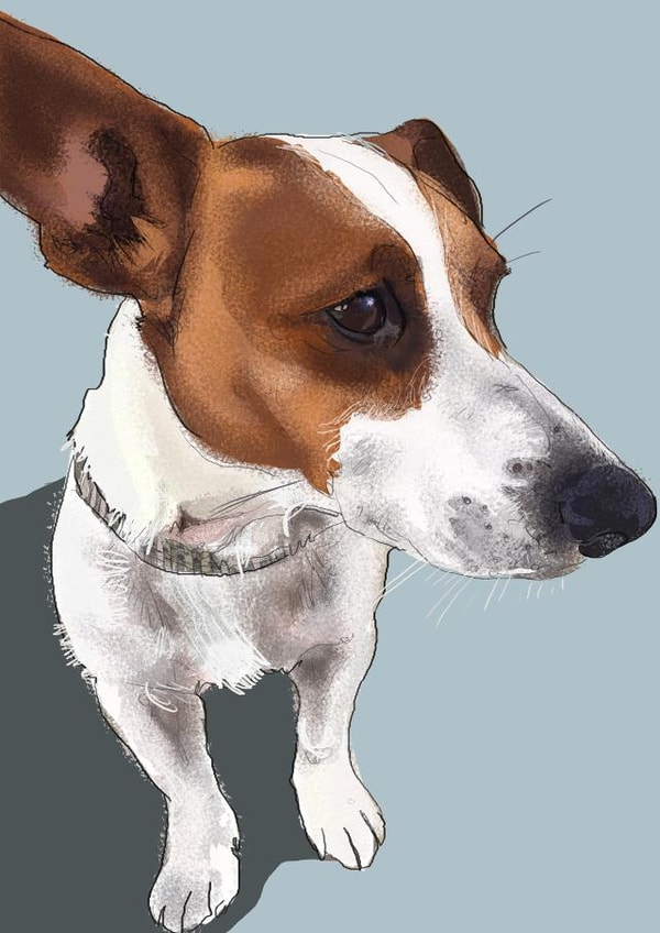 Jack Russell Card created by Higgledy Pets