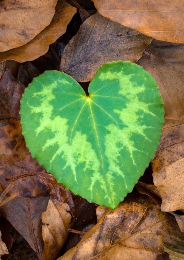 Nature Heart created by Alex Hyde