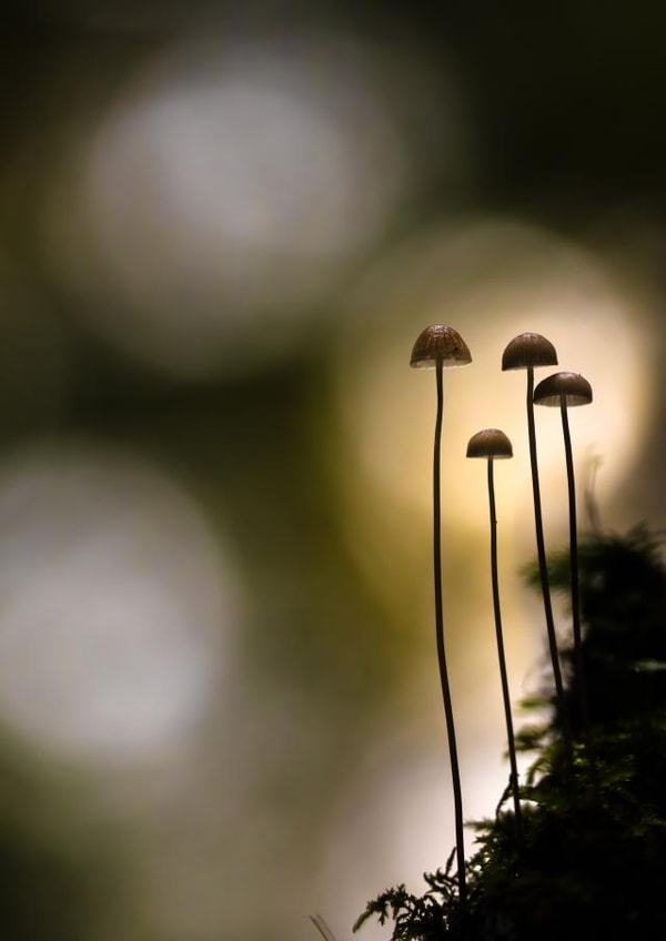 Delicate Mushrooms created by Alex Hyde