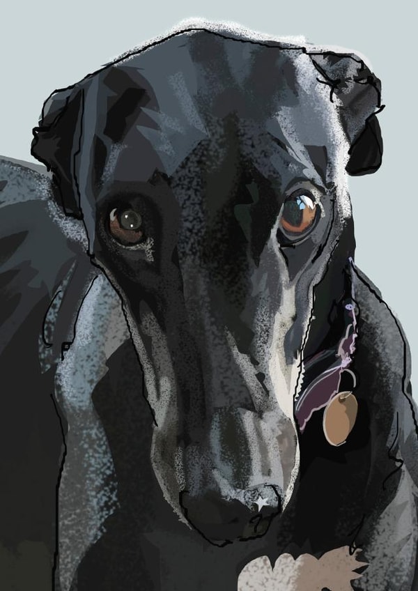Arty Grey Hound Card created by Higgledy Ink Illustration