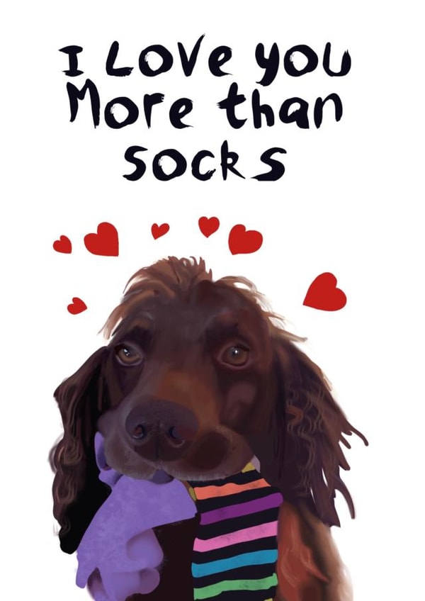 Cute Spaniel Anniversary Card / Valentines Day Card - I Love You More Than Socks created by Yamaste Art