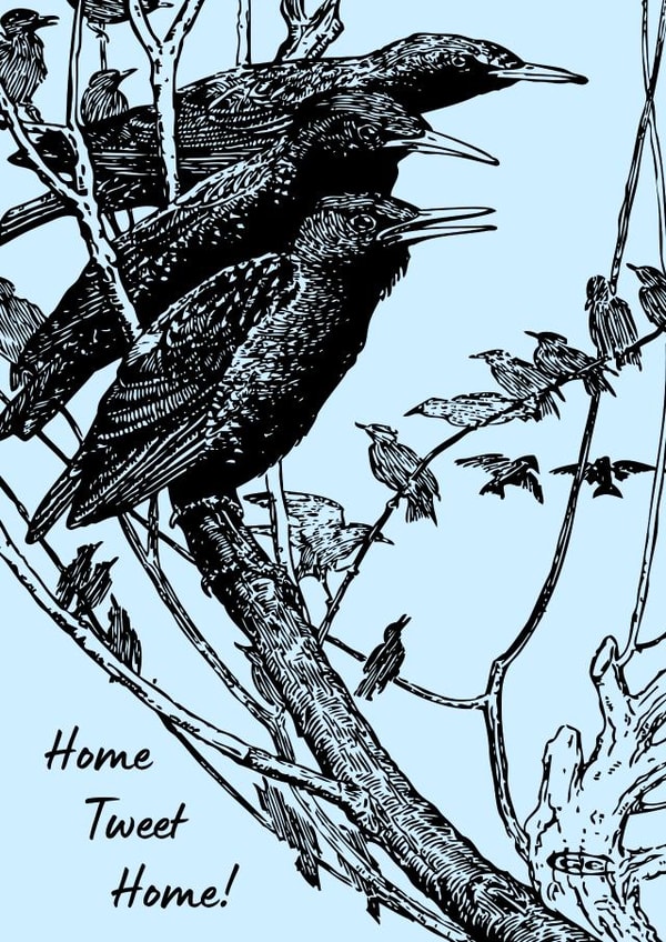 Starlings roosting - 'Home Tweet Home' card created by NiftyGiftsUK