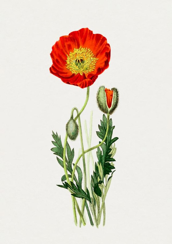 Red Poppy Remembrance Card created by eo design & photo