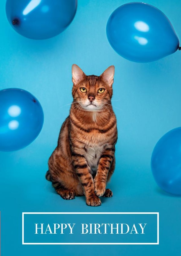Happy Birthday Bengal Cat created by Lolly & Nodge