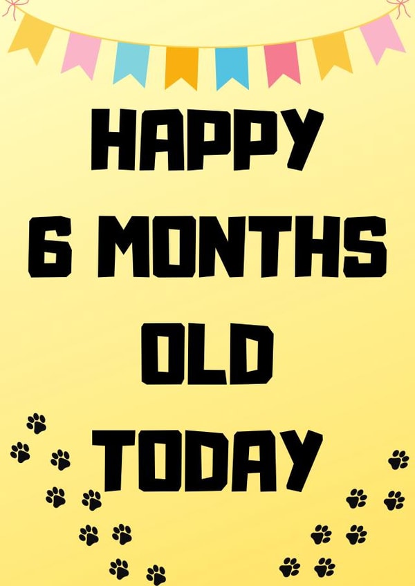 Happy 6 months old today created by Pet Milestone Cards