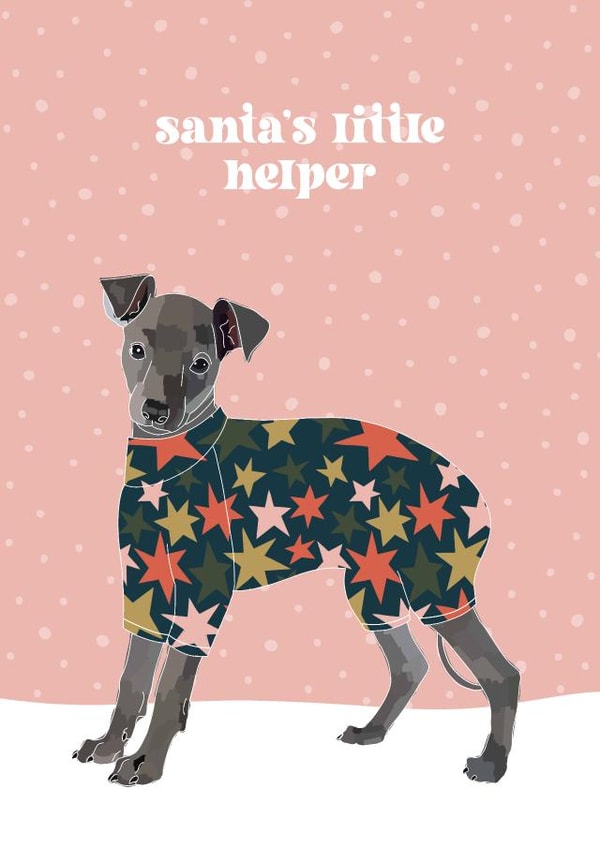 Italian Greyhound Iggy Christmas card created by boroughcollective