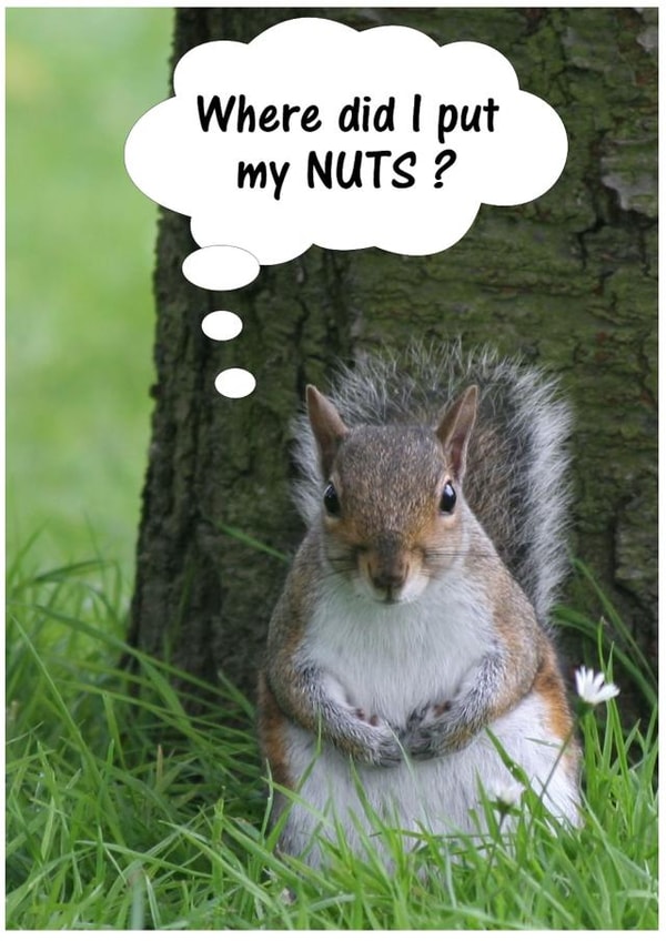 Squirrel Nuts created by Peter Barrett