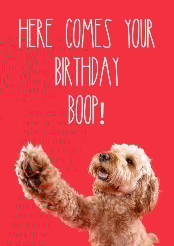Birthday Boop Cockapoo Dog Card 1001 created by The Yorkshire Pawtrait Co.