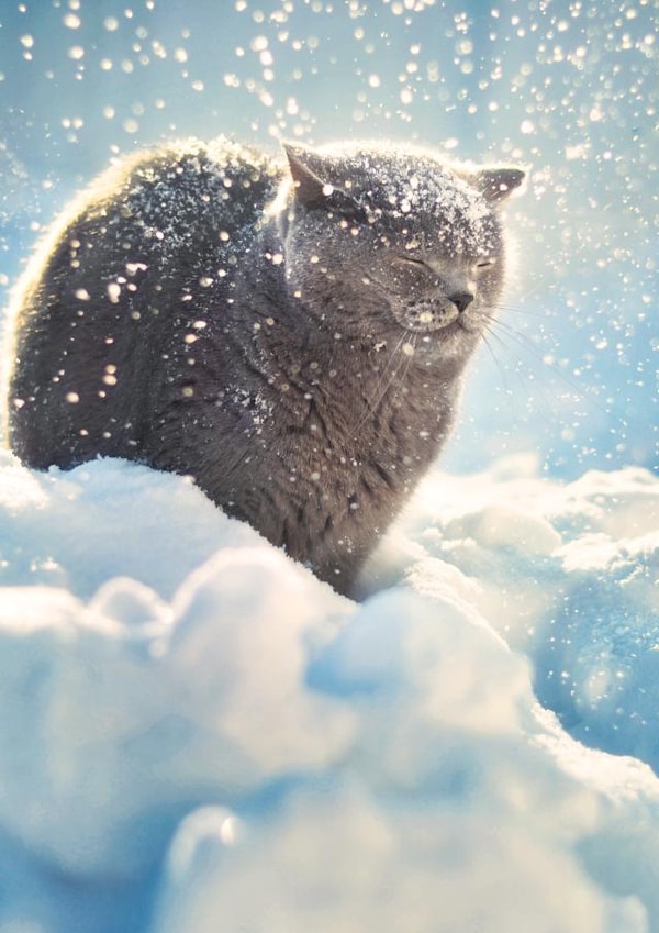 Let it snow! 1000 created by Alina Shevelina