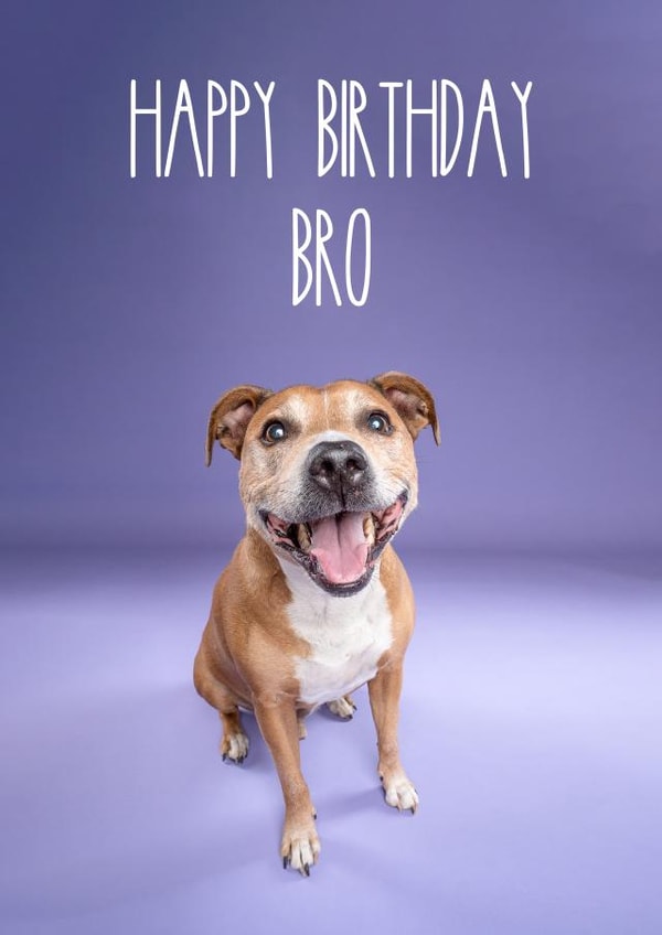 Happy Birthday Bro Staffy Dog Card created by The Yorkshire Pawtrait Co.