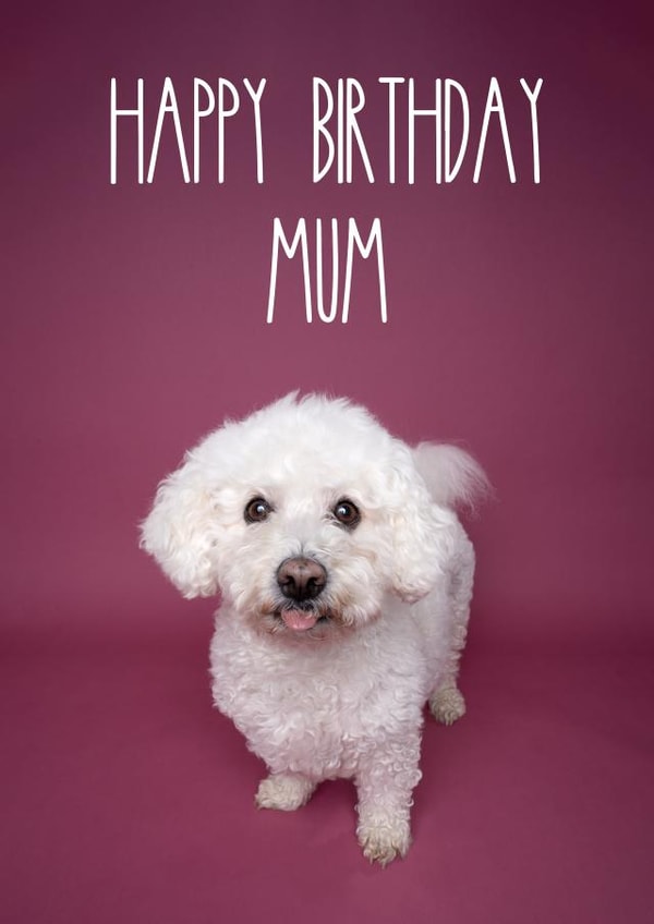 Happy Birthday Mum - Bichon Frise dog card created by The Yorkshire Pawtrait Co.