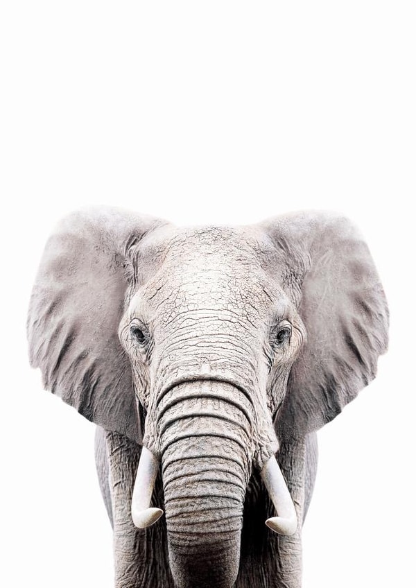 Elephant created by INSPIRE