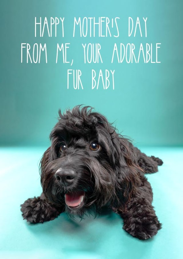Cute Mothers Day Card - From The Dog - Cockapoo - Happy Mother's Day From Me Your Adorable Fur Baby created by The Yorkshire Pawtrait Co.