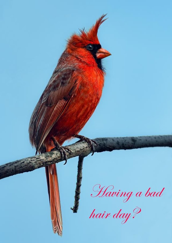 Having a bad hair day? Don't worry, tomorrow's a new day! Funny Cheer up created by Rick Shea