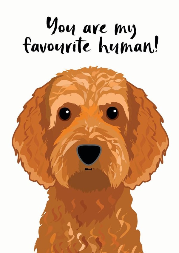 Favourite Human Cockapoo Card created by Hoobynoo