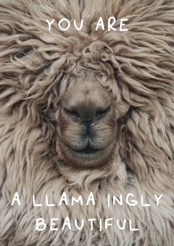 You are a llama ingly beautiful created by Wack Cards