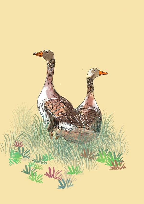 Wildlife greetings card 1001 created by Lorna Ellen Photos