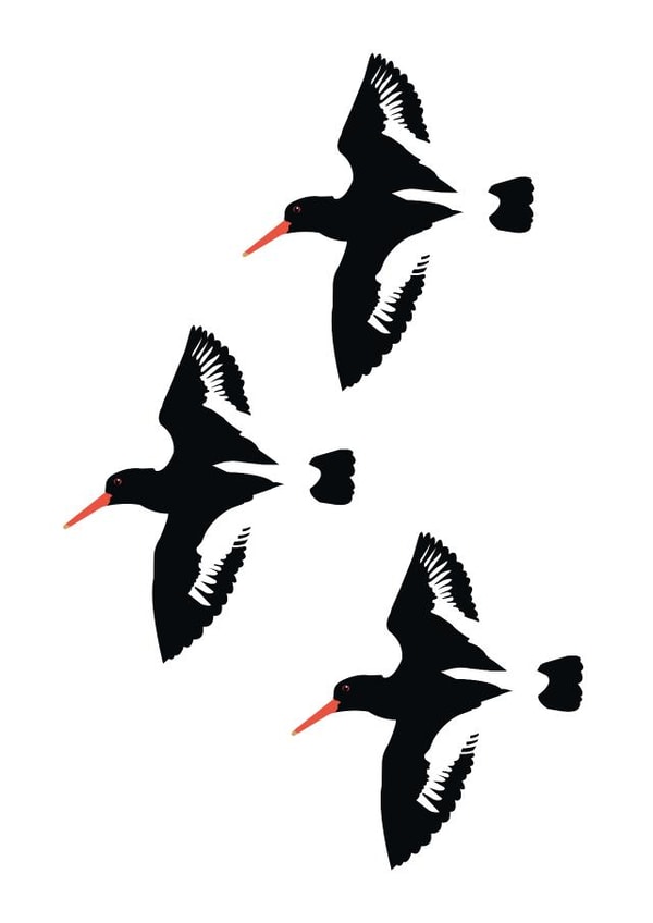 Oyster Catcher Birds created by Jaypea Art
