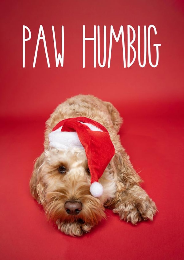 Funny Cockapoo Christmas Card created by The Yorkshire Pawtrait Co.