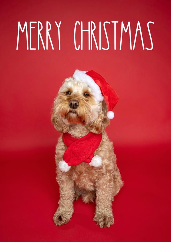 Cute Cockapoo Christmas Card created by The Yorkshire Pawtrait Co.