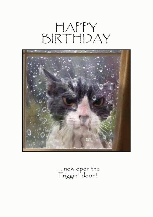 a cute cat card for your birthday BFF created by David Stringer ( STRINGS )