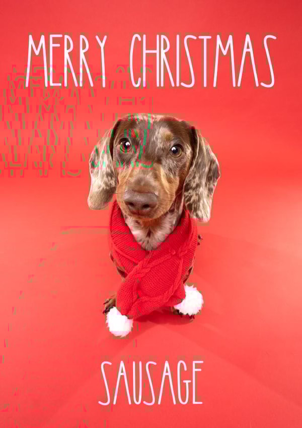 Merry Christmas Sausage Dog Dachshund Card created by The Yorkshire Pawtrait Co.