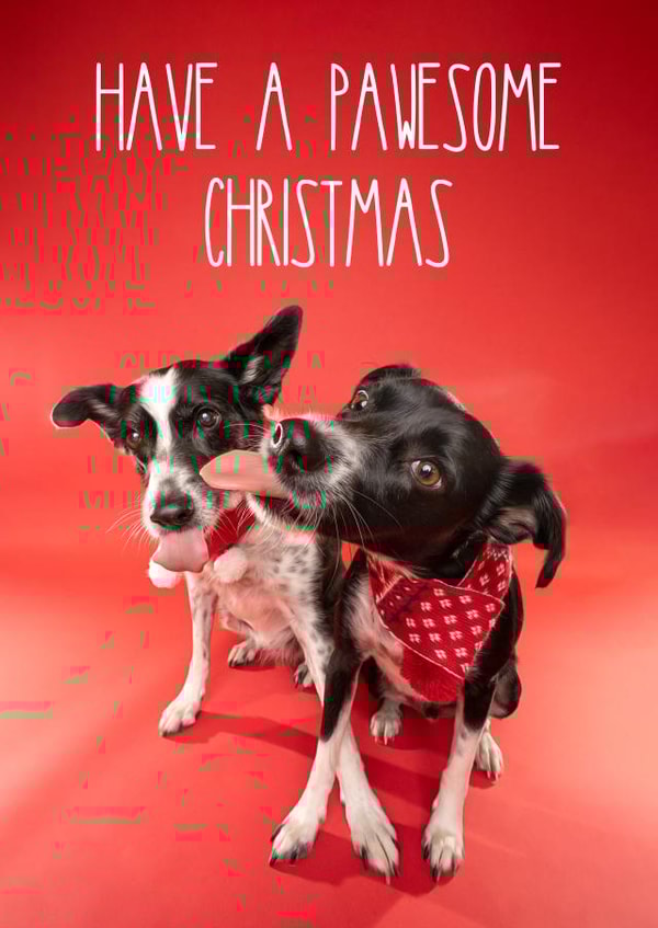 Pawesome Christmas Dog Card created by The Yorkshire Pawtrait Co.