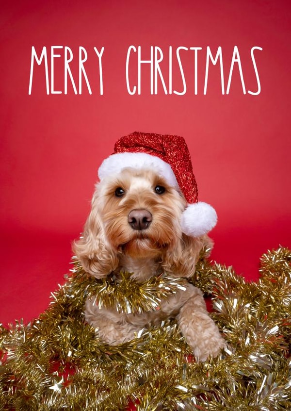 Super cute Cockapoo Christmas card created by The Yorkshire Pawtrait Co.