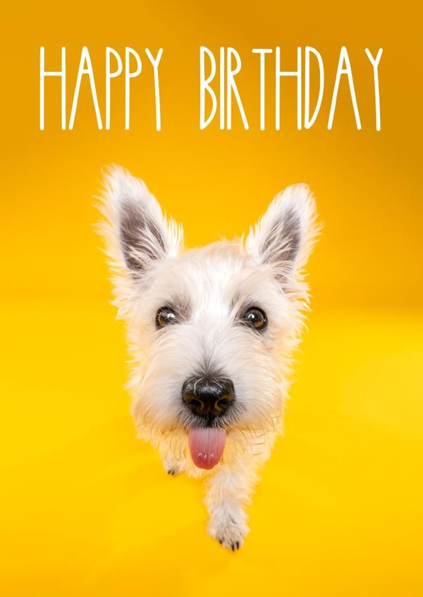Bright and cheerful birthday dog card created by The Yorkshire Pawtrait Co.
